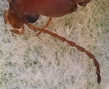 Isomira sp.